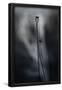 Essential Black