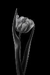 Tulip-Lotte Gronkjar-Photographic Print