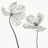 Poppy pods-Lotte Gronkjar-Photographic Print