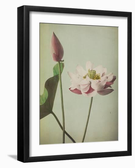 Lotus, 1896-Kazumasa Ogawa-Framed Giclee Print