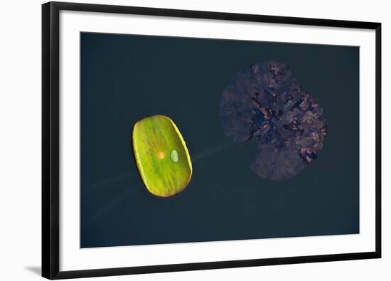 Lotus and Zen-Nhiem Hoang The-Framed Giclee Print