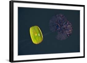 Lotus and Zen-Nhiem Hoang The-Framed Giclee Print