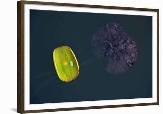 Lotus and Zen-Nhiem Hoang The-Framed Giclee Print