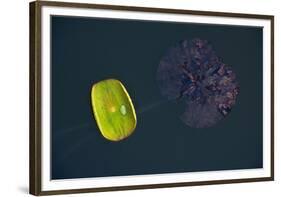 Lotus and Zen-Nhiem Hoang The-Framed Giclee Print