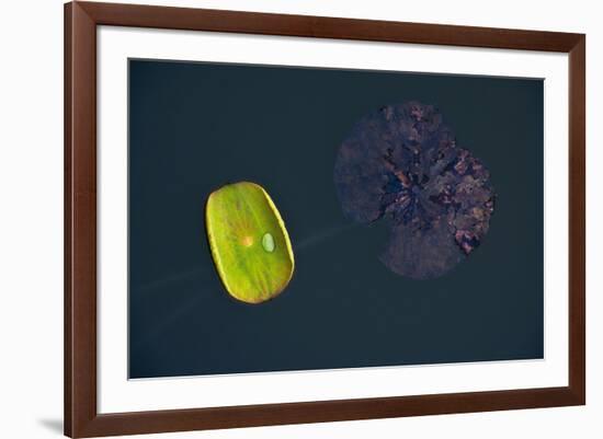 Lotus and Zen-Nhiem Hoang The-Framed Giclee Print