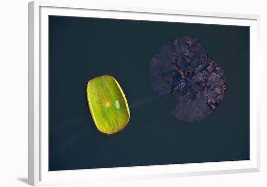 Lotus and Zen-Nhiem Hoang The-Framed Giclee Print