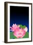 Lotus at Dark Night-Ikuko Kowada-Framed Premium Giclee Print