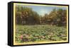 Lotus Beds, Parkersburg, West Virginia-null-Framed Stretched Canvas