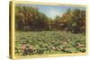 Lotus Beds, Parkersburg, West Virginia-null-Stretched Canvas