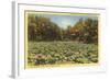 Lotus Beds, Parkersburg, West Virginia-null-Framed Art Print