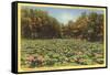 Lotus Beds, Parkersburg, West Virginia-null-Framed Stretched Canvas