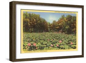 Lotus Beds, Parkersburg, West Virginia-null-Framed Art Print