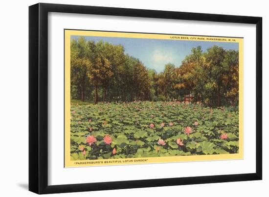 Lotus Beds, Parkersburg, West Virginia-null-Framed Art Print