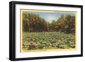 Lotus Beds, Parkersburg, West Virginia-null-Framed Art Print