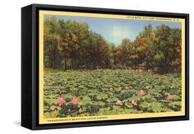 Lotus Beds, Parkersburg, West Virginia-null-Framed Stretched Canvas