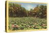 Lotus Beds, Parkersburg, West Virginia-null-Stretched Canvas
