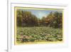 Lotus Beds, Parkersburg, West Virginia-null-Framed Art Print