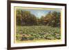 Lotus Beds, Parkersburg, West Virginia-null-Framed Premium Giclee Print