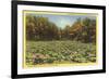 Lotus Beds, Parkersburg, West Virginia-null-Framed Premium Giclee Print