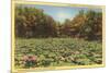 Lotus Beds, Parkersburg, West Virginia-null-Mounted Premium Giclee Print