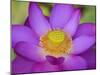Lotus Bloom in the Summer, North Carolina, Usa-Joanne Wells-Mounted Photographic Print