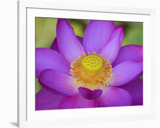 Lotus Bloom in the Summer, North Carolina, Usa-Joanne Wells-Framed Photographic Print