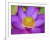 Lotus Bloom in the Summer, North Carolina, Usa-Joanne Wells-Framed Photographic Print