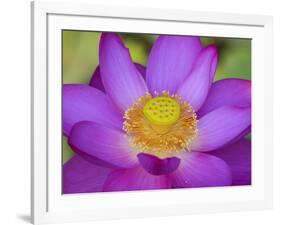 Lotus Bloom in the Summer, North Carolina, Usa-Joanne Wells-Framed Photographic Print