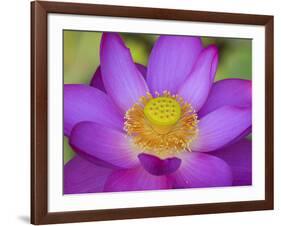 Lotus Bloom in the Summer, North Carolina, Usa-Joanne Wells-Framed Photographic Print