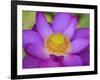 Lotus Bloom in the Summer, North Carolina, Usa-Joanne Wells-Framed Photographic Print