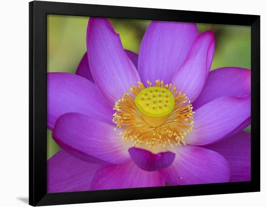 Lotus Bloom in the Summer, North Carolina, Usa-Joanne Wells-Framed Photographic Print