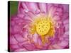 Lotus Bloom in the Summer, North Carolina, Usa-Joanne Wells-Stretched Canvas