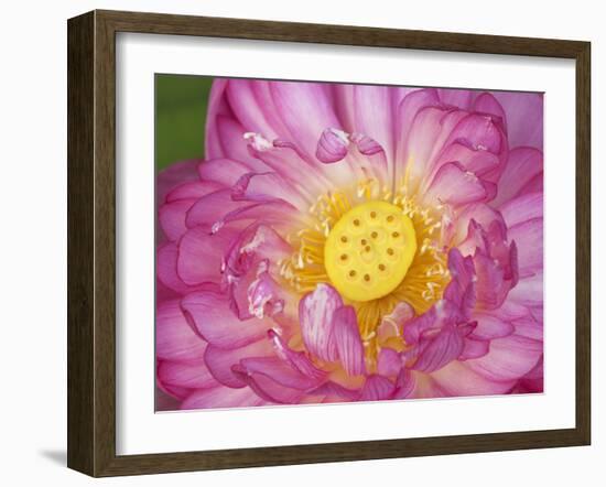 Lotus Bloom in the Summer, North Carolina, Usa-Joanne Wells-Framed Photographic Print