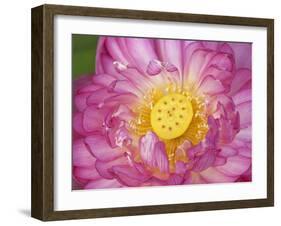 Lotus Bloom in the Summer, North Carolina, Usa-Joanne Wells-Framed Photographic Print