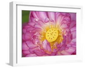 Lotus Bloom in the Summer, North Carolina, Usa-Joanne Wells-Framed Photographic Print