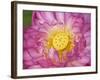 Lotus Bloom in the Summer, North Carolina, Usa-Joanne Wells-Framed Photographic Print