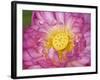 Lotus Bloom in the Summer, North Carolina, Usa-Joanne Wells-Framed Photographic Print