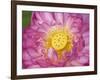 Lotus Bloom in the Summer, North Carolina, Usa-Joanne Wells-Framed Photographic Print