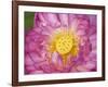 Lotus Bloom in the Summer, North Carolina, Usa-Joanne Wells-Framed Photographic Print