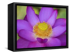 Lotus Bloom in the Summer, North Carolina, Usa-Joanne Wells-Framed Stretched Canvas