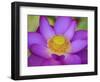 Lotus Bloom in the Summer, North Carolina, Usa-Joanne Wells-Framed Photographic Print