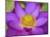 Lotus Bloom in the Summer, North Carolina, Usa-Joanne Wells-Mounted Photographic Print