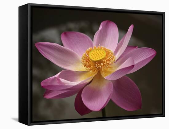 Lotus Bloom, Nyuh Kuning Village, Ubud, Bali, Indonesia-Alida Latham-Framed Stretched Canvas