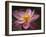 Lotus Bloom, Nyuh Kuning Village, Ubud, Bali, Indonesia-Alida Latham-Framed Premium Photographic Print