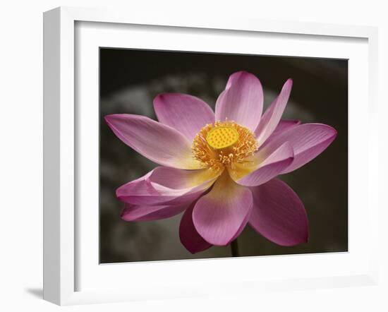 Lotus Bloom, Nyuh Kuning Village, Ubud, Bali, Indonesia-Alida Latham-Framed Premium Photographic Print