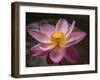 Lotus Bloom, Nyuh Kuning Village, Ubud, Bali, Indonesia-Alida Latham-Framed Photographic Print