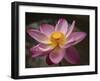 Lotus Bloom, Nyuh Kuning Village, Ubud, Bali, Indonesia-Alida Latham-Framed Photographic Print