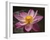 Lotus Bloom, Nyuh Kuning Village, Ubud, Bali, Indonesia-Alida Latham-Framed Photographic Print