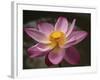 Lotus Bloom, Nyuh Kuning Village, Ubud, Bali, Indonesia-Alida Latham-Framed Photographic Print