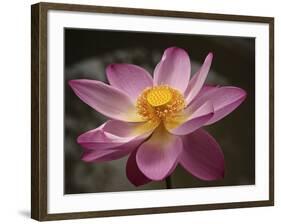 Lotus Bloom, Nyuh Kuning Village, Ubud, Bali, Indonesia-Alida Latham-Framed Photographic Print